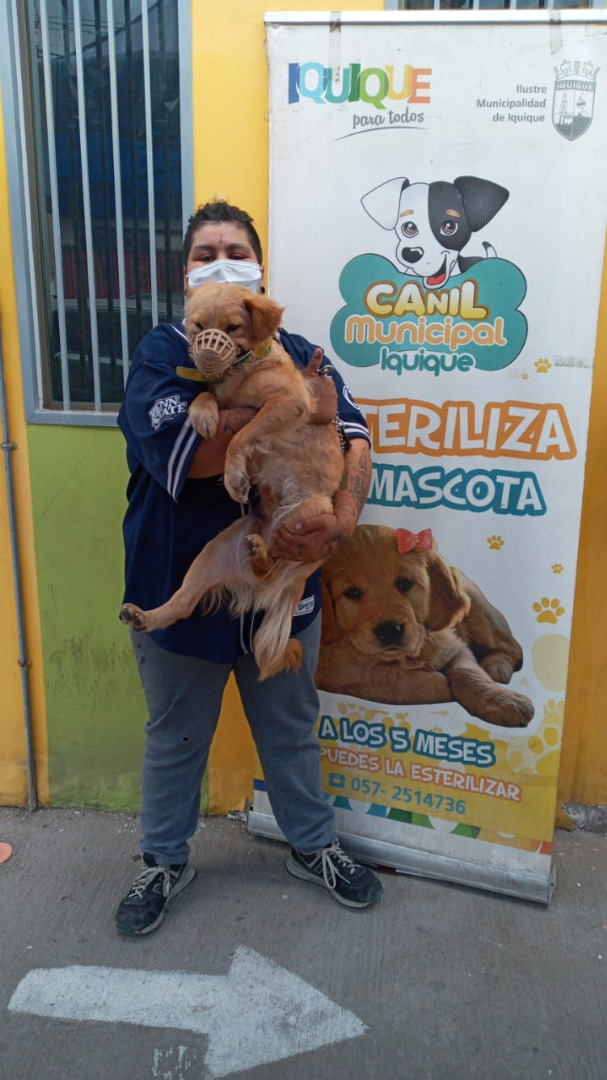 ¡Atención Doglovers y Catlovers!: Canil Municipal de Iquique abre mil cupos gratuitos para esterilizaciones