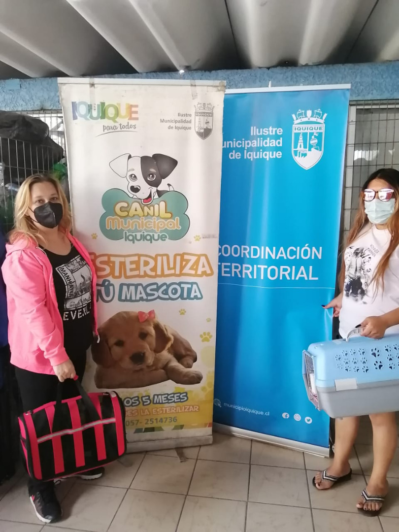¡¡Éxito total!! Canil Municipal de Iquique cierra incripciones para esterilizaciones gratuitas