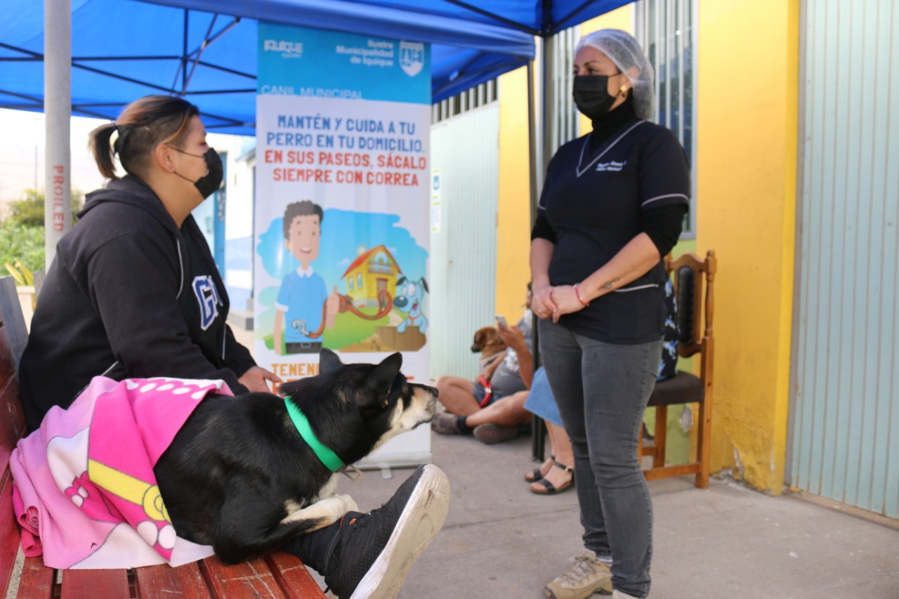 Iquique cuenta con más de 22.000 mascotas inscritas en el Registro Nacional