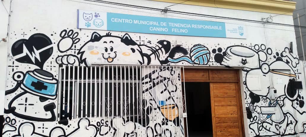 Municipalidad de Iquique ofrece Mil cupos para esterilización felina y canina