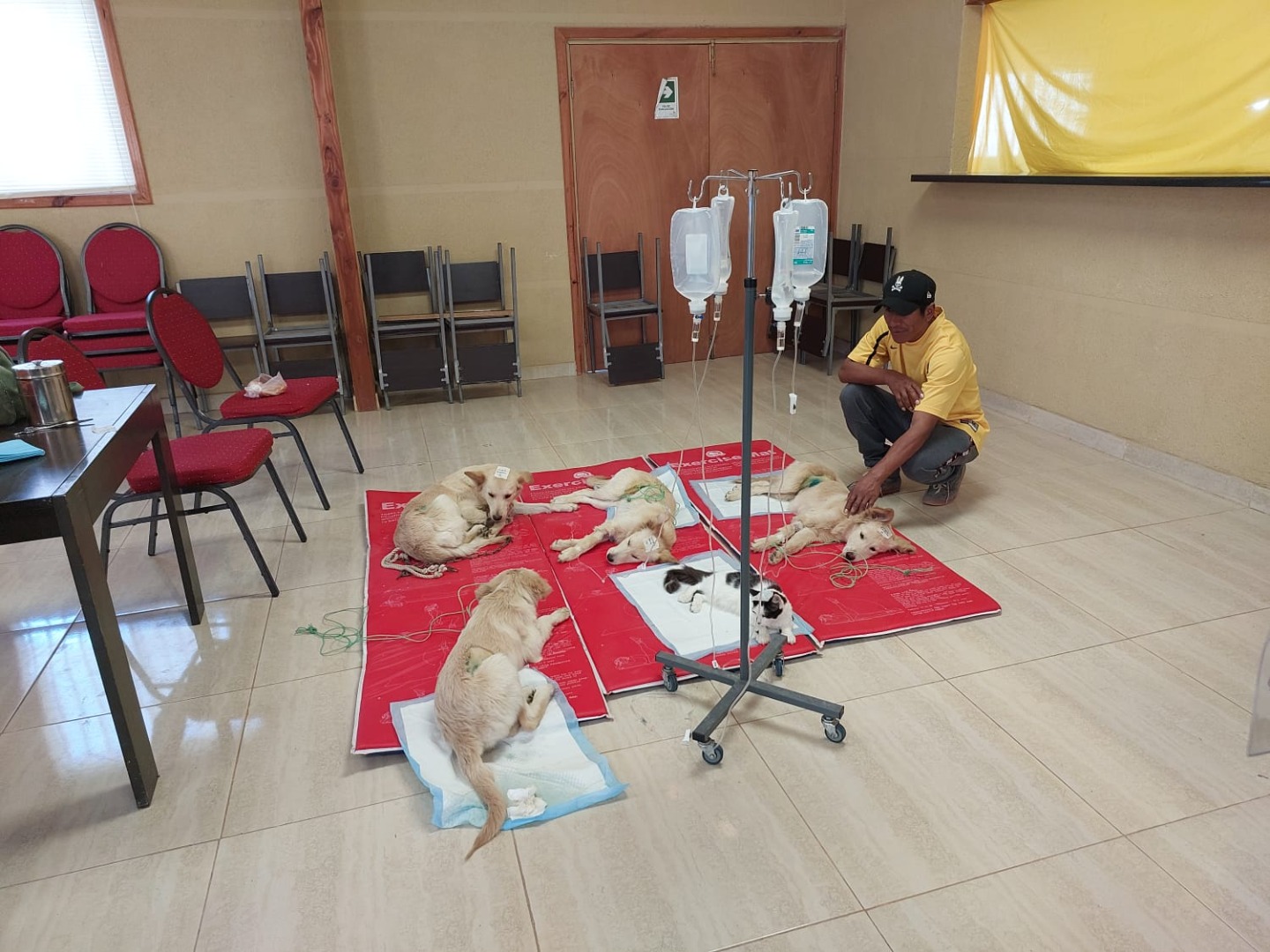 Sección de Tenencia Responsable realiza operativo de esterilización de mascotas en Caleta Caramucho