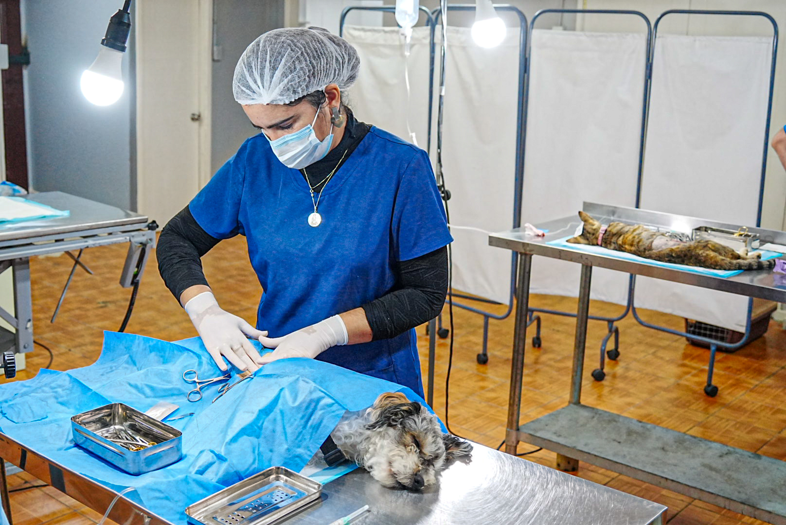 Concejo Municipal de Iquique aprueba Plan Comunal de Esterilización de Mascotas