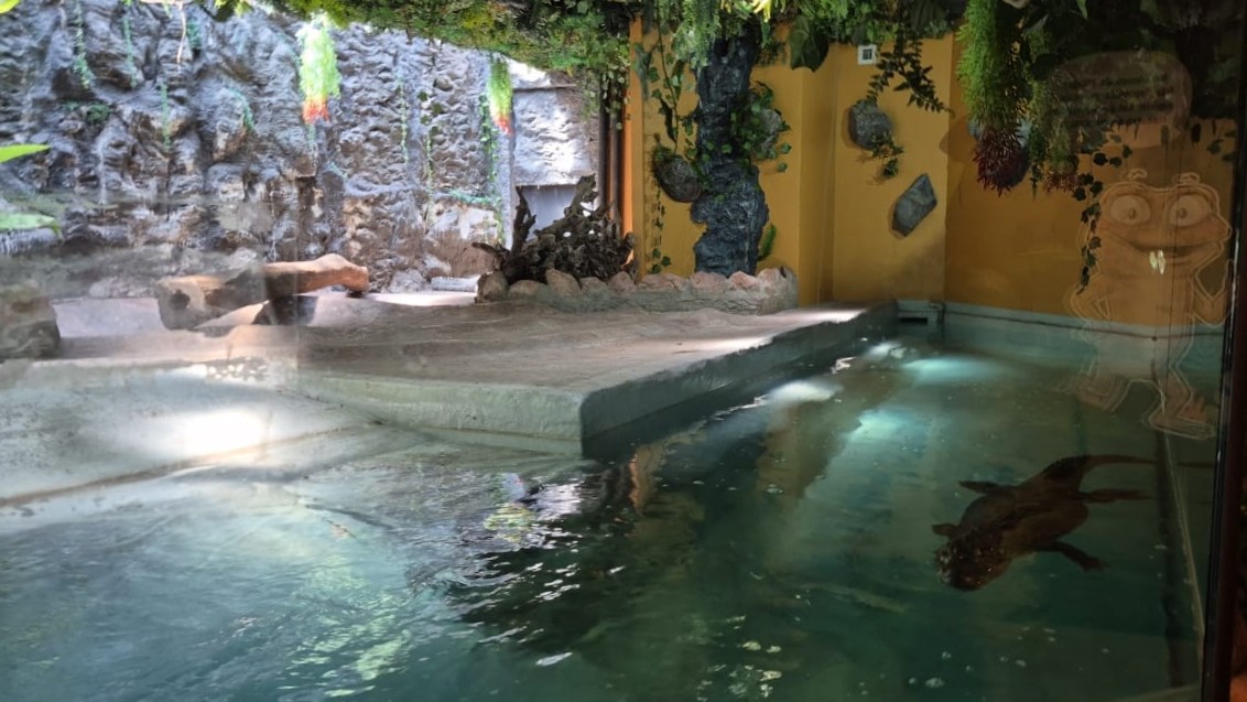 IMI concreta reubicación de dos yacarés en Parque Metropolitano de Santiago