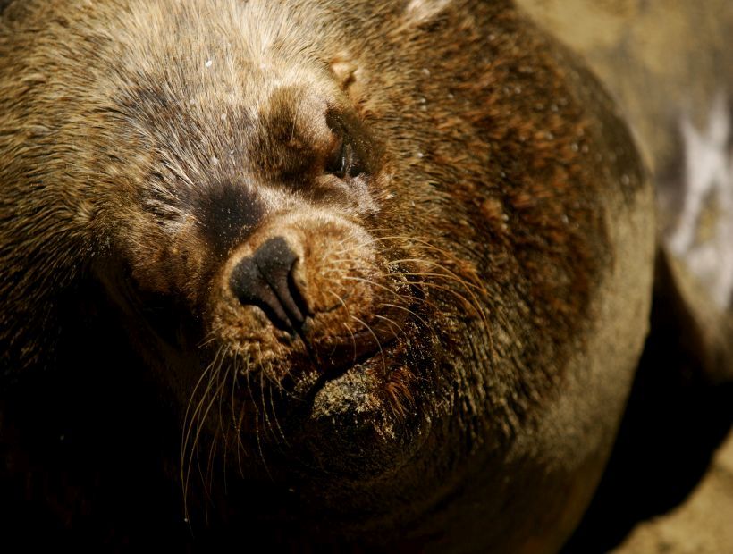 Fallece lobo marino en recinto de Ciremar